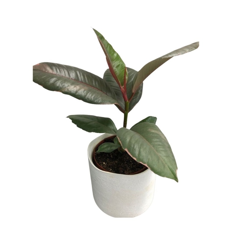 Ficus Elastica Ruby in 5 Plastic Pot
