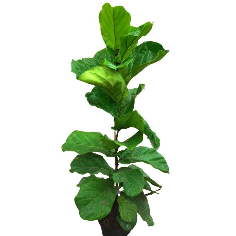 Fiddle Leaf Fig Tree in 12 Plastic Pot