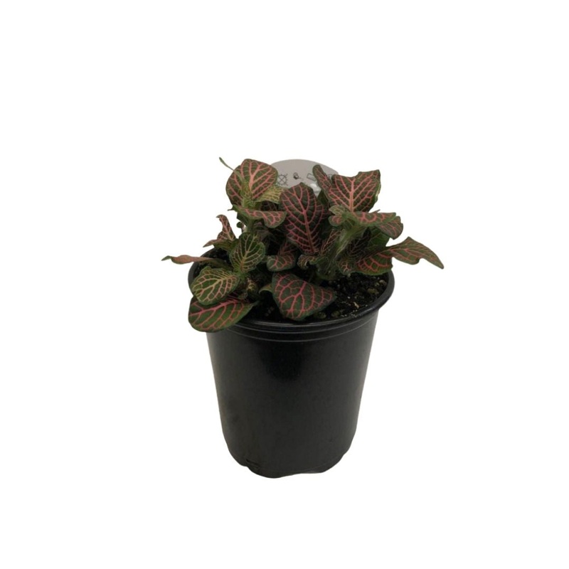 Fittonia Red (small leaves) in 3.5 Plastic Pot
