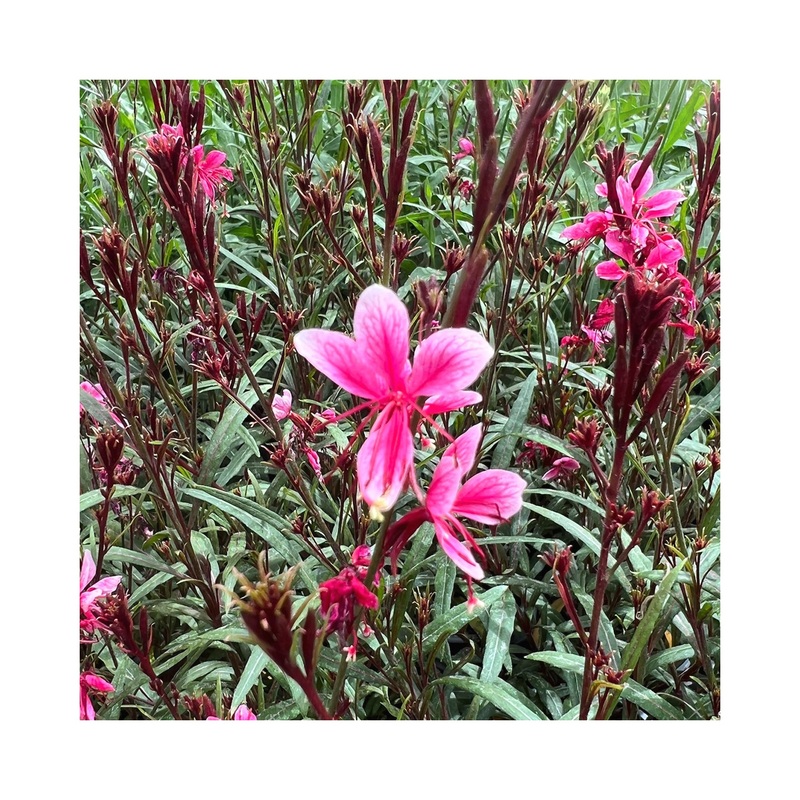 Gaura Belleza Compact Light Pink