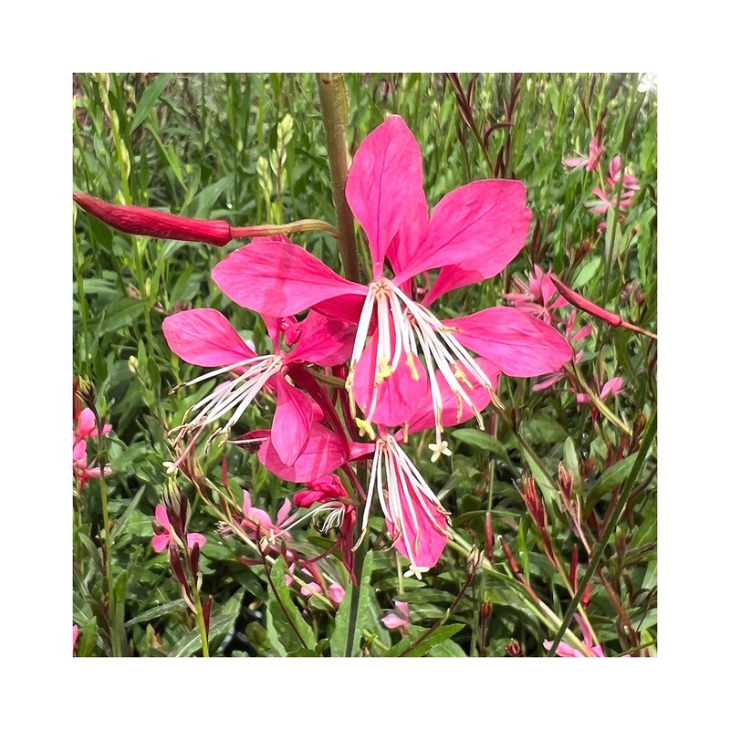 Gaura Belleza Rose|Established 9cm Pot