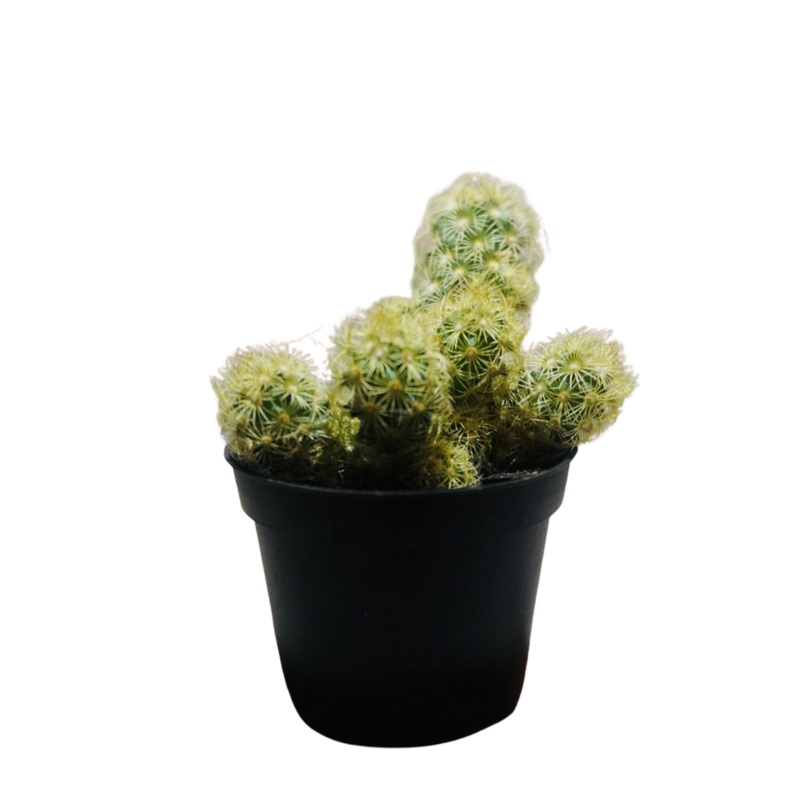 Gold Lace Cactus