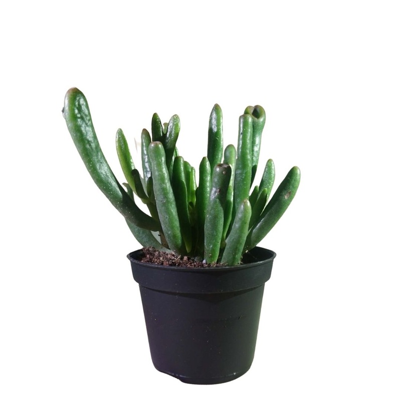 Gollum Jade