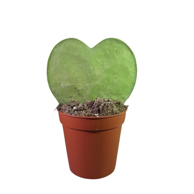 Hoya Kerrii in 2.5 Plastic Pot