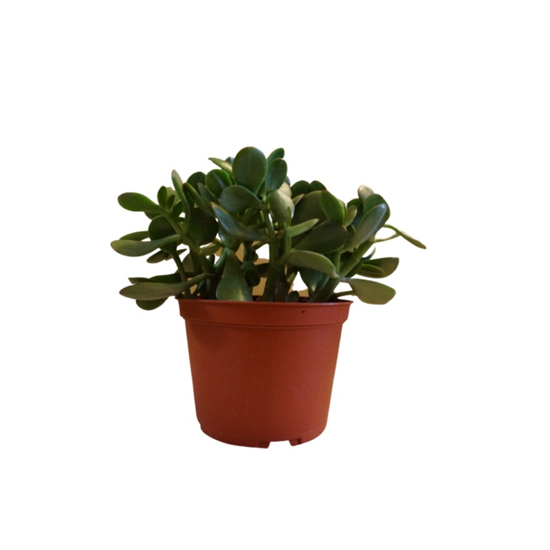 Jade Plant in Plastic Pot|2.5″ Plastic Pot|8″ Plastic Pot
