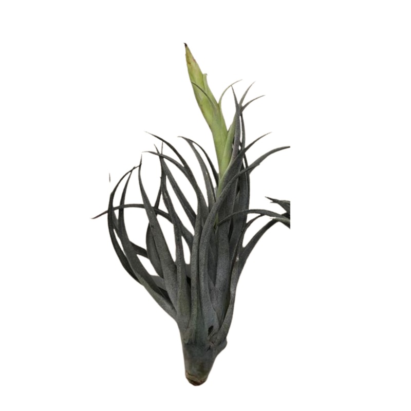 Large Air Plant – Latifolia