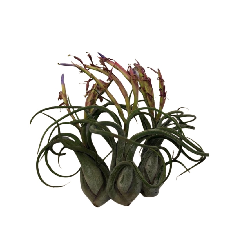 Large Air Plant – Tillandsia Caput Medusae