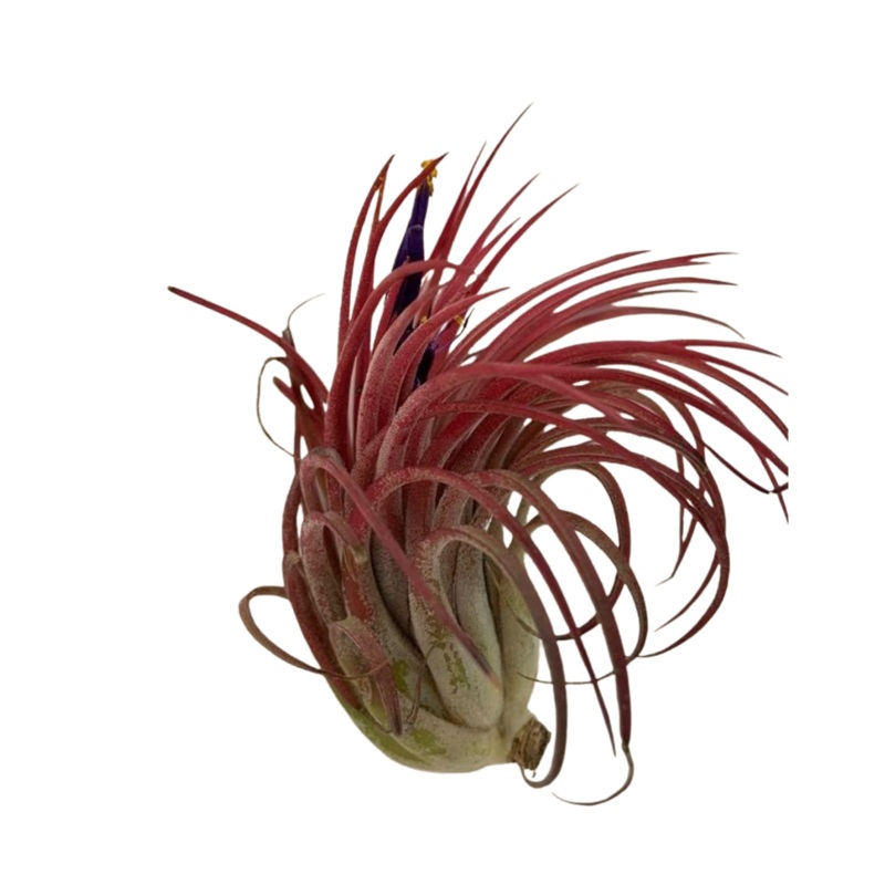 Large Air Plant – Tillandsia Circinata Red