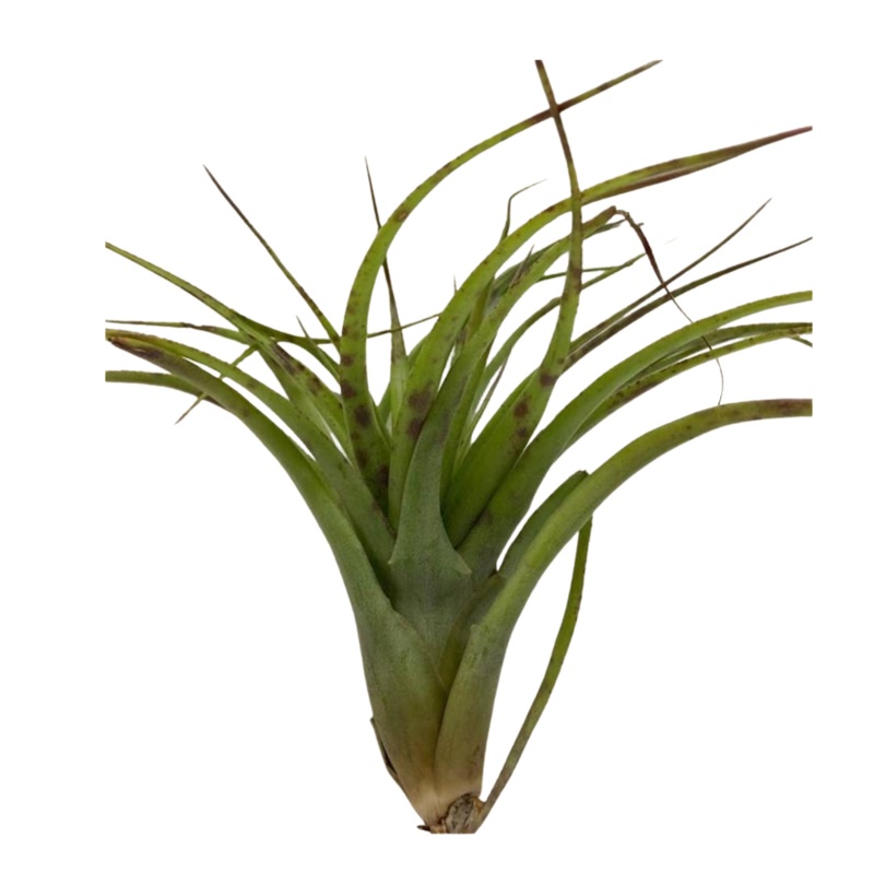 Large Air Plant – Tillandsia Ionantha Scaposa