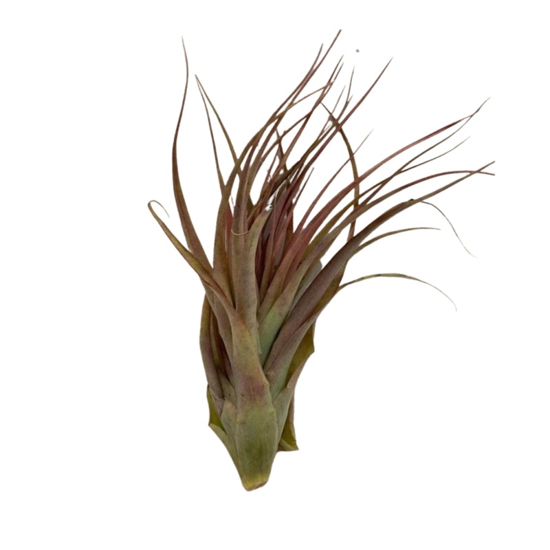 Large Air Plant – Tillandsia Tricolor Melanocrater