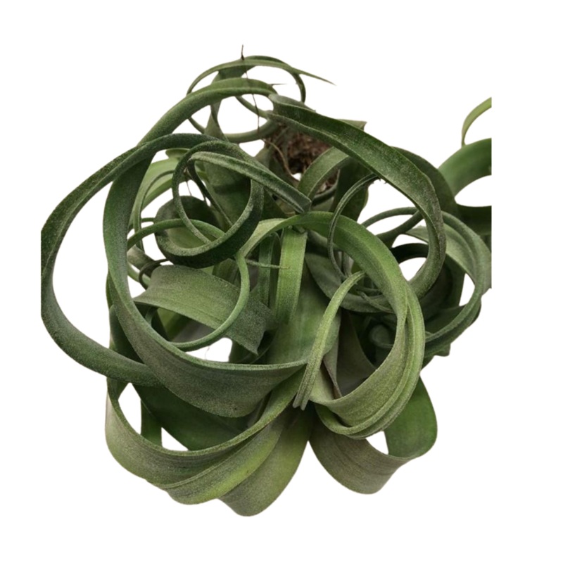 Large Air Plant – Tillandsia Utriculata