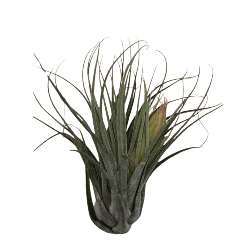 Large Air Plant – Tillandsia Utriculata Prengelii