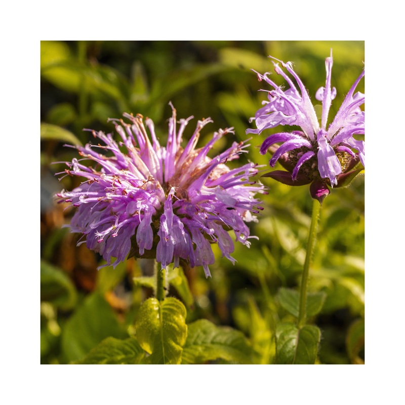 Monarda Sugar Buzz Blue Moon|1 Established 9cm Plant
