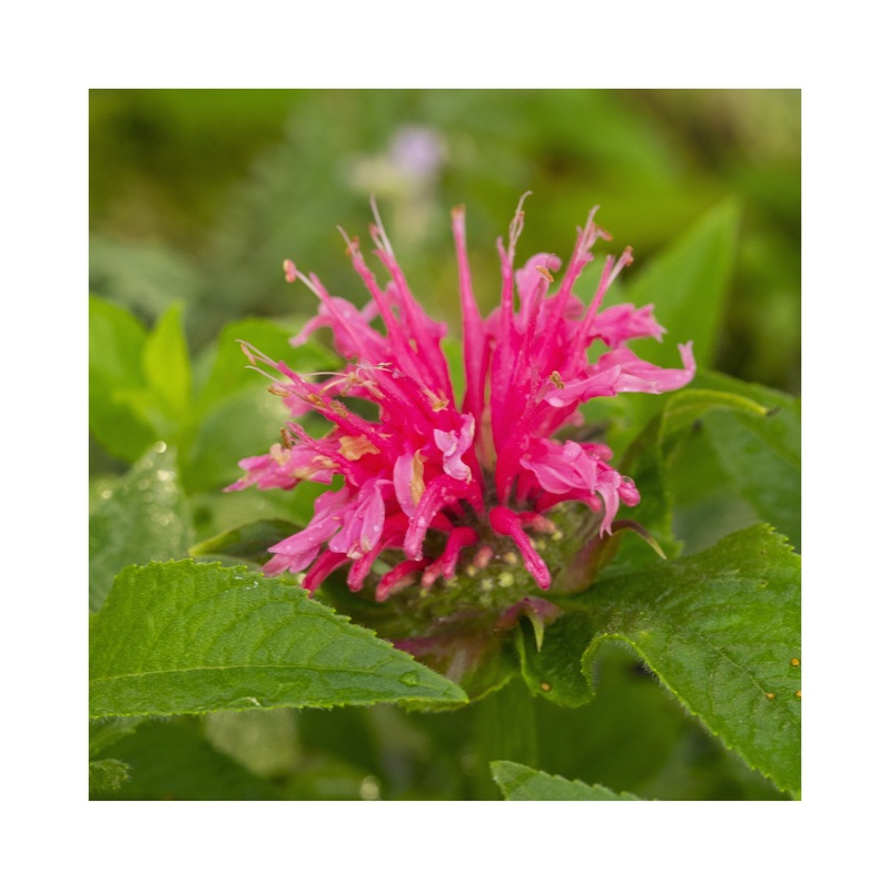 Monarda Sugar buzz Bubblegum|Established 9cm Pot