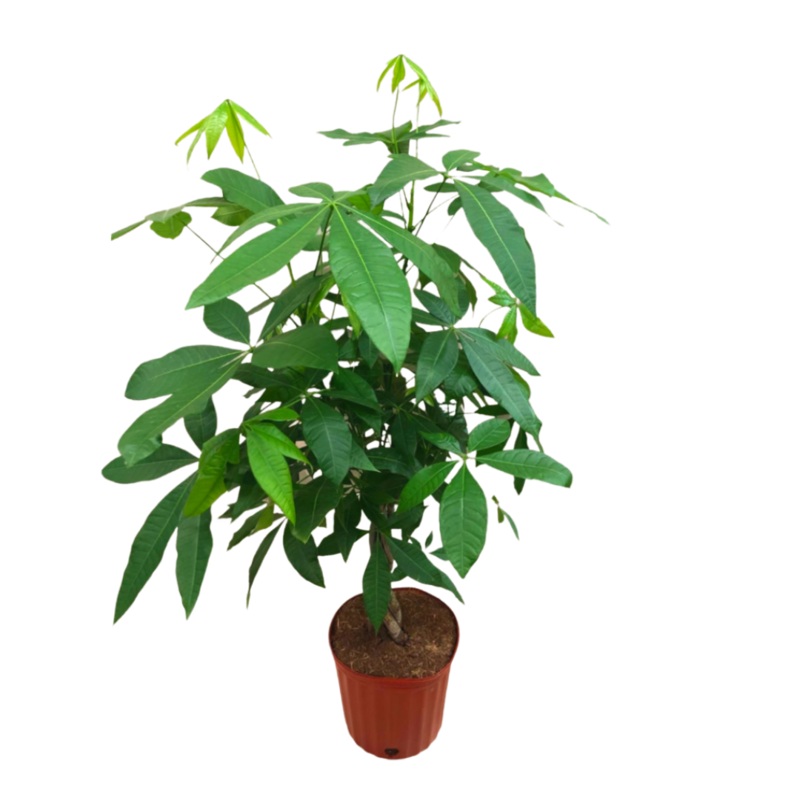 Money Tree in 10 Plastic Pot