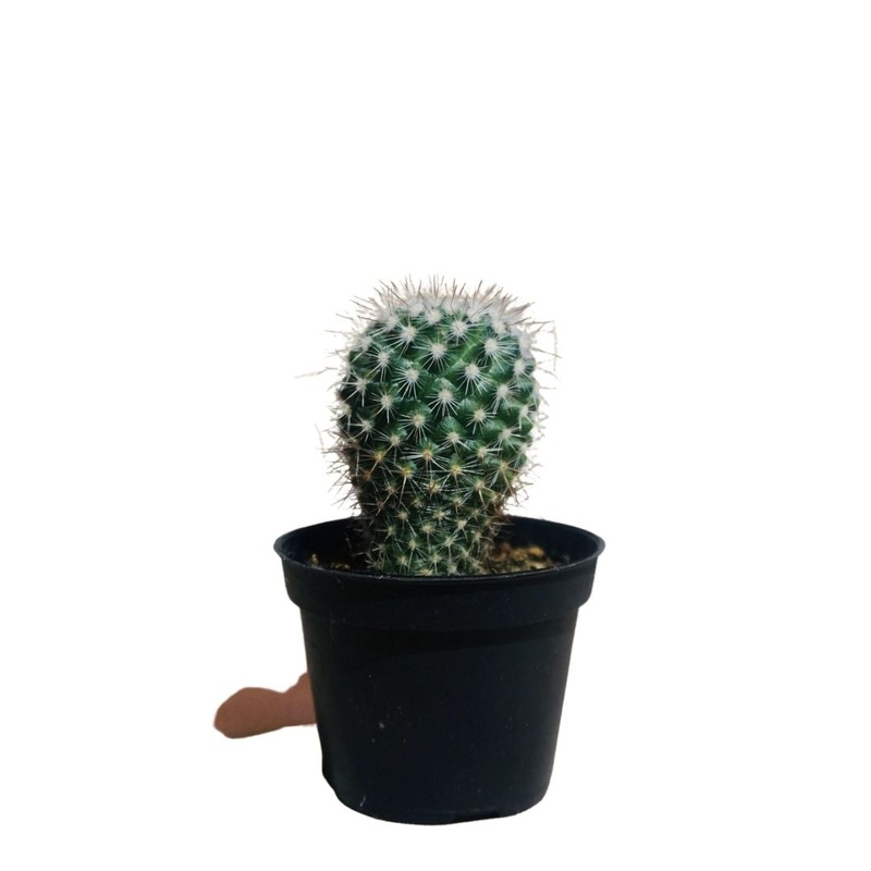 Mother of Hundreds Cactus