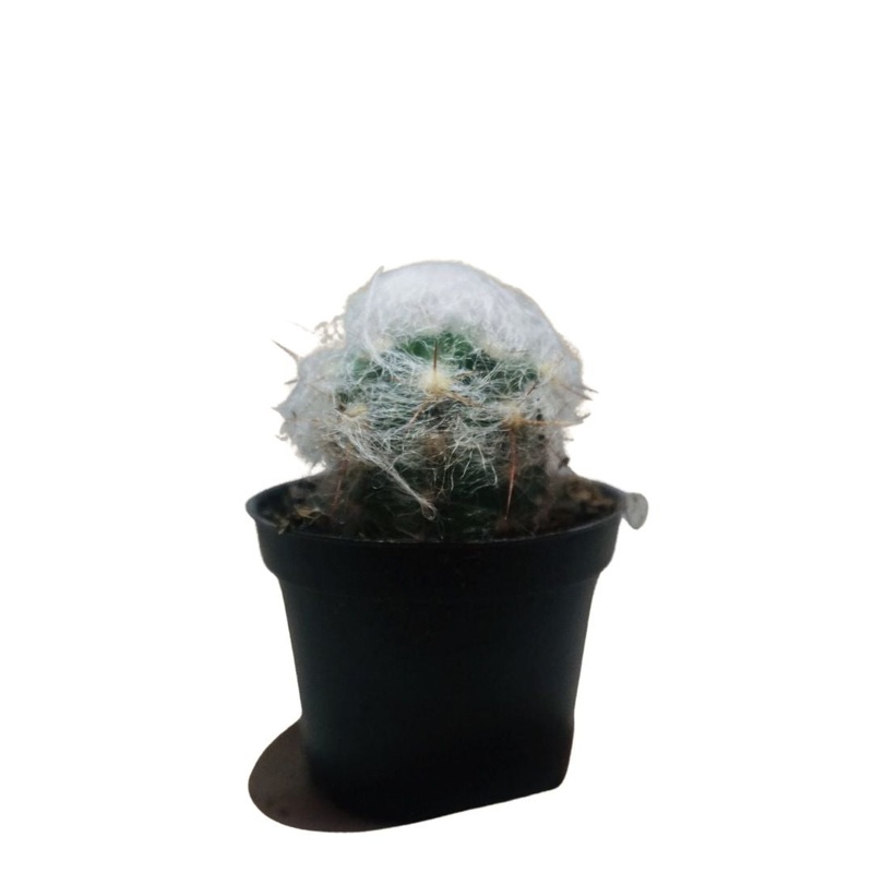 Old Man Cactus