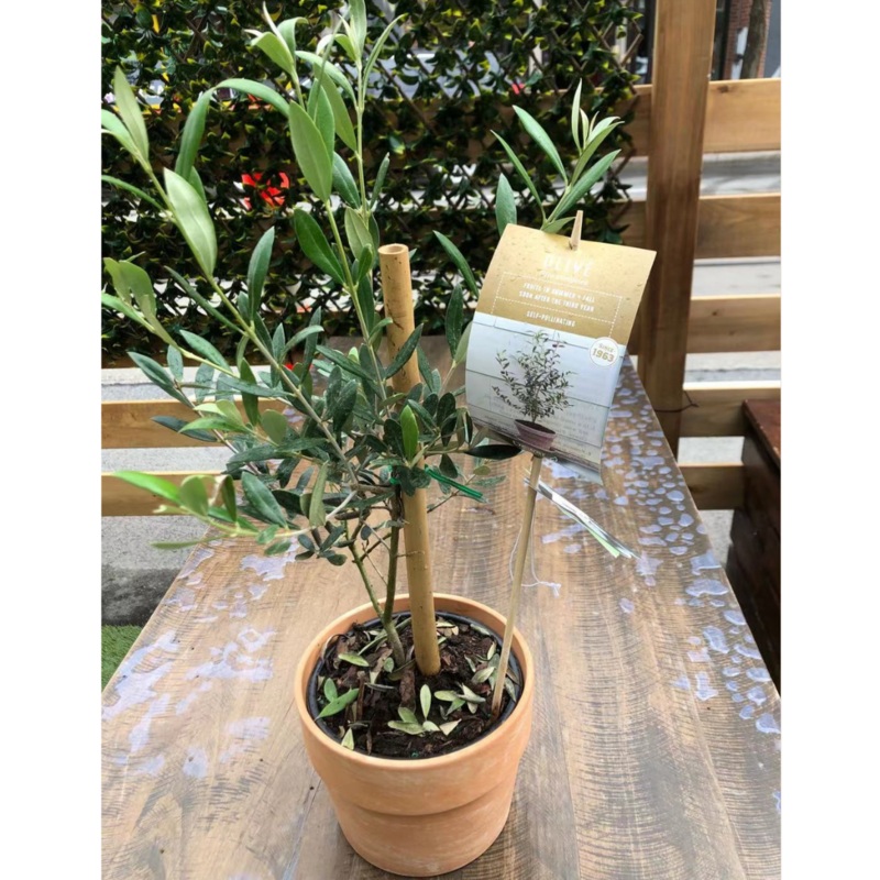 Olive Tree in 6 Clay Pot