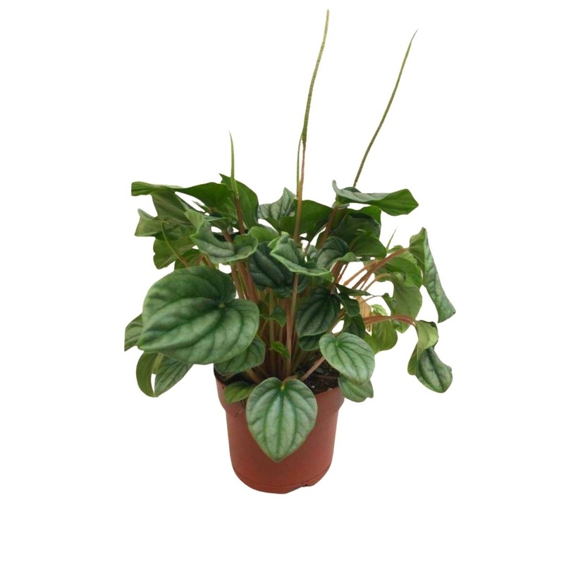 Peperomia Frost in 5 Plastic Pot