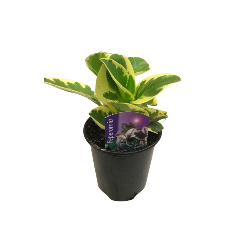 Peperomia Variegated Yellow in 3.5 Plastic Pot