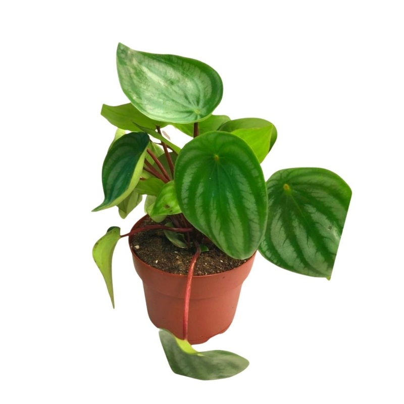 Peperomia Watermelon in 5 Plastic Pot
