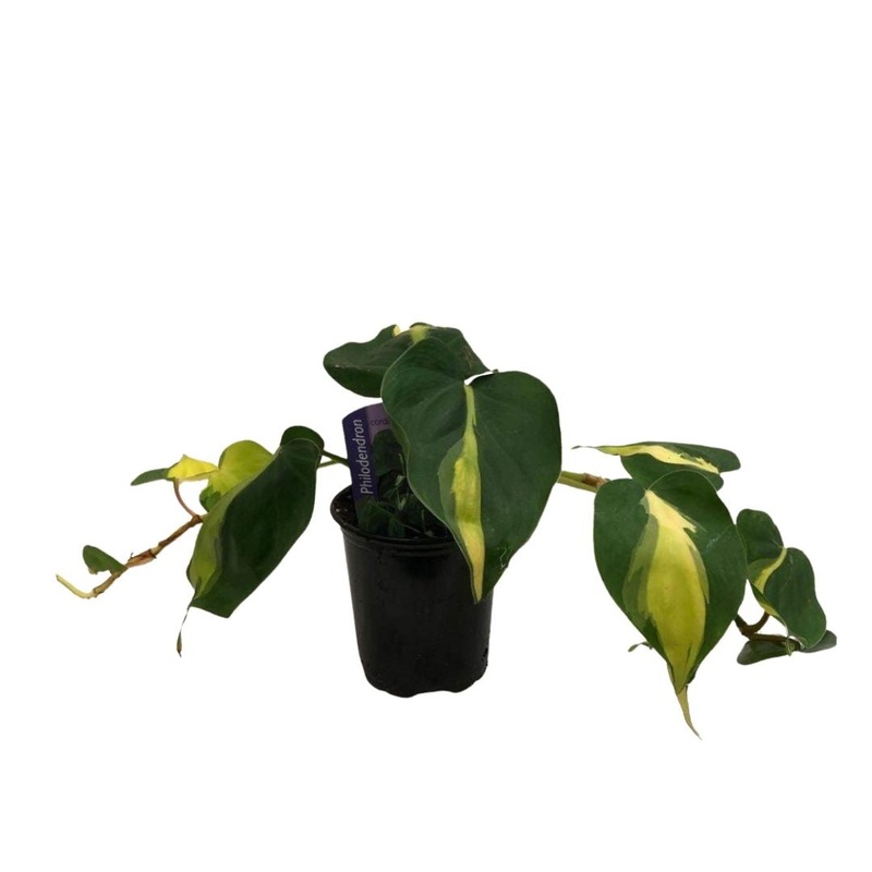 Philodendron Brazil in 3.5 Plastic Pot