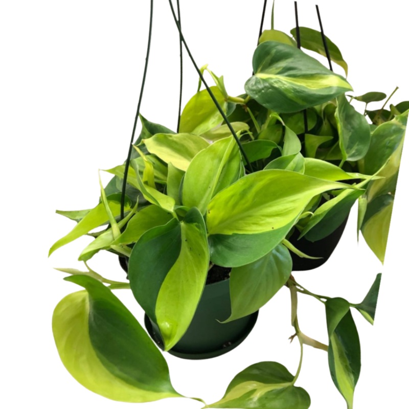 Philodendron Brazil in 6 Hanging Basket