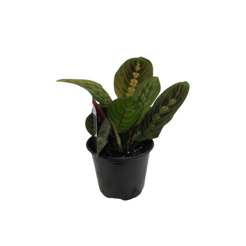 Red Prayer Plant in 3.5 Plastc Pot