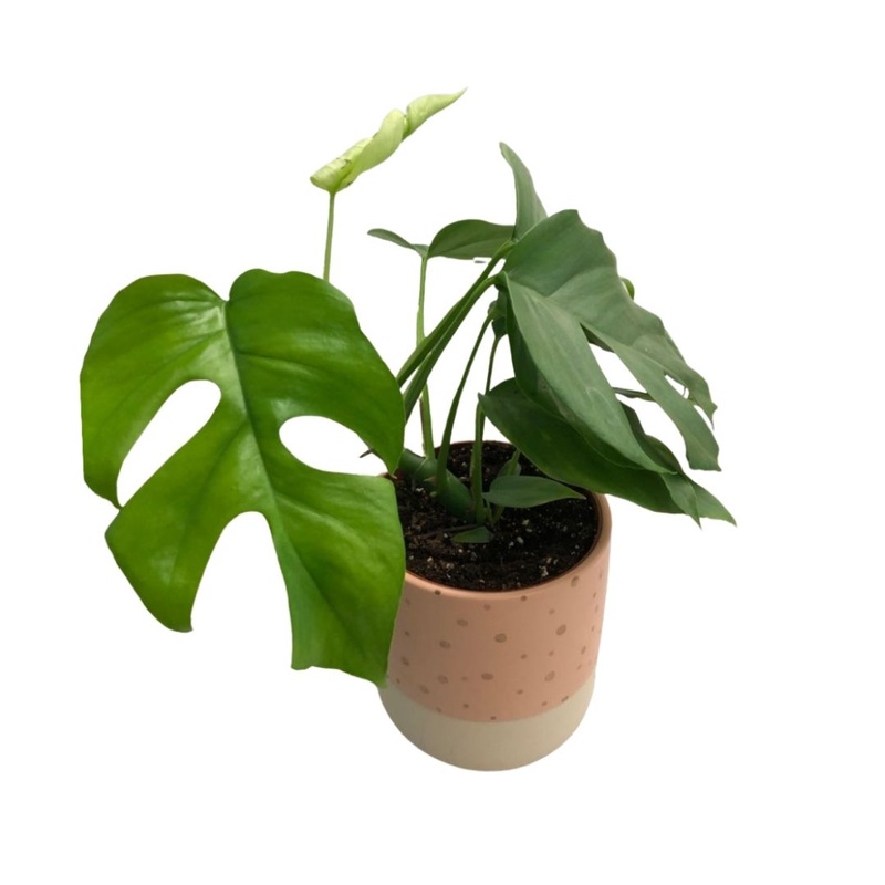 Rhaphidophora Tetrasperma in Plastic Pot