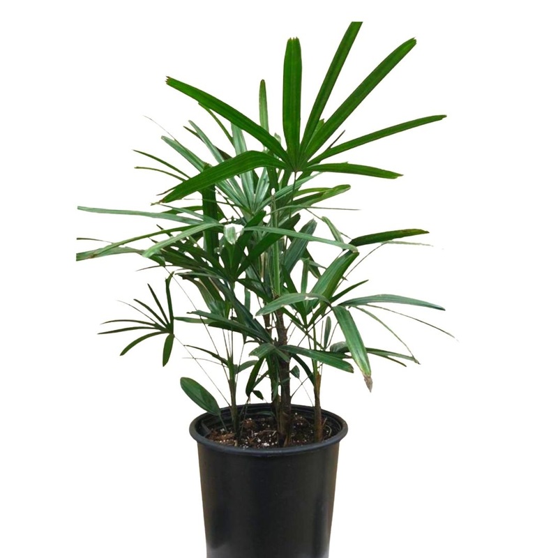 Rhapis Palm in 10 Plastic Pot