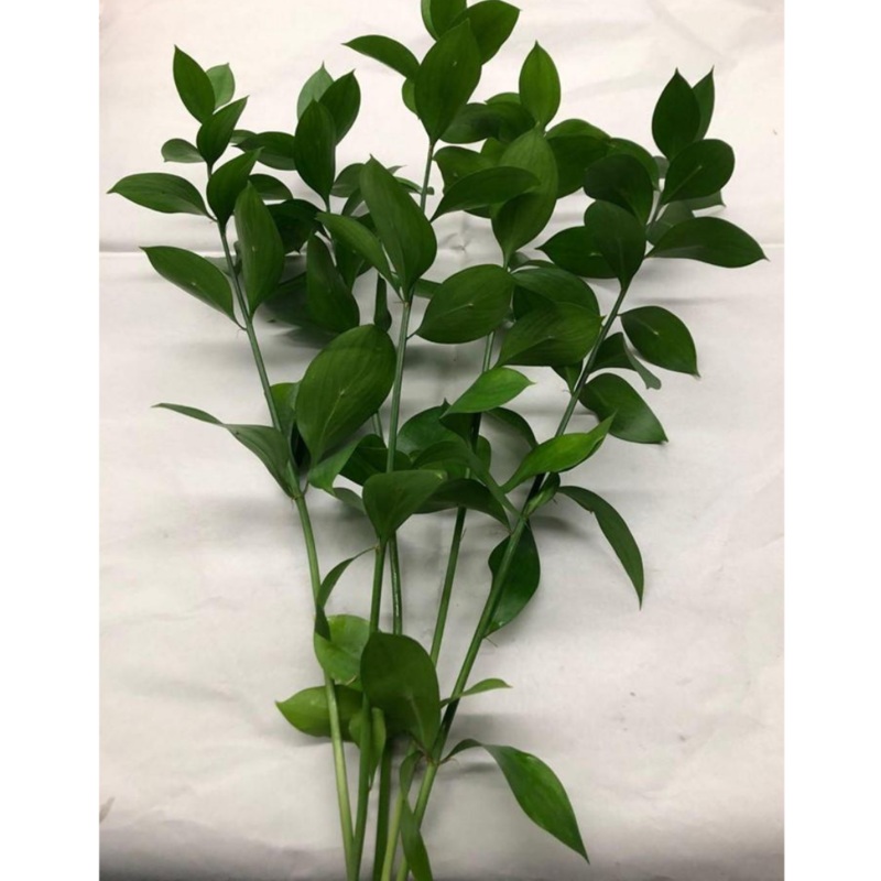 Ruscus Israel Greens (Bunch)