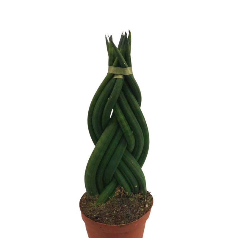 Sansevieria Cylindrical Braid in 5 Plastic Pot