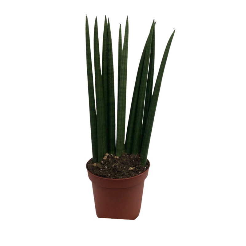 Sansevieria Fan in 5 Plastic Pot