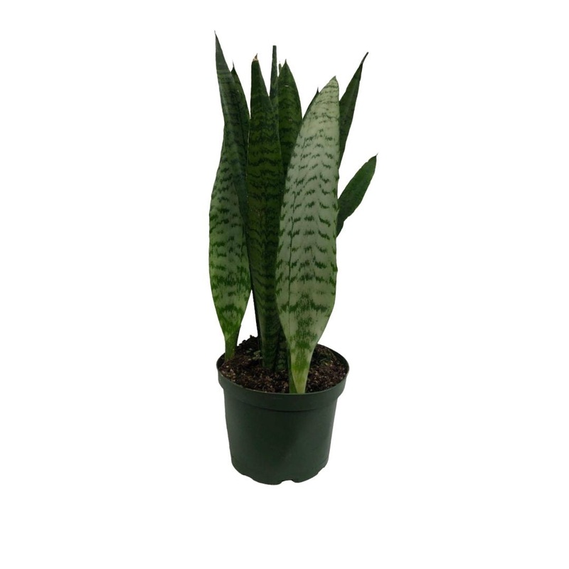 Sansevieria Green in Plastic Pot