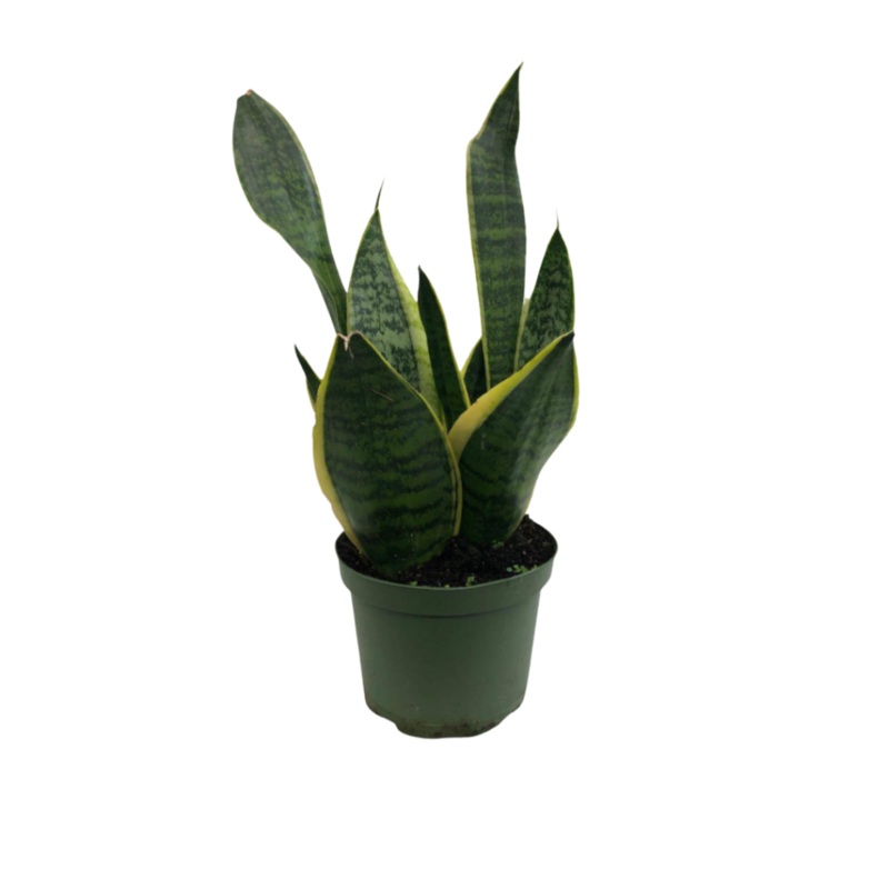 Sansevieria Yellow in Plastic Pot