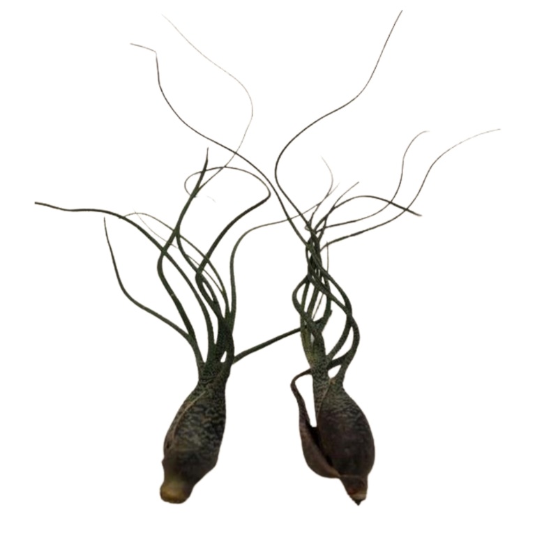 Small Air Plant – Bulbosa