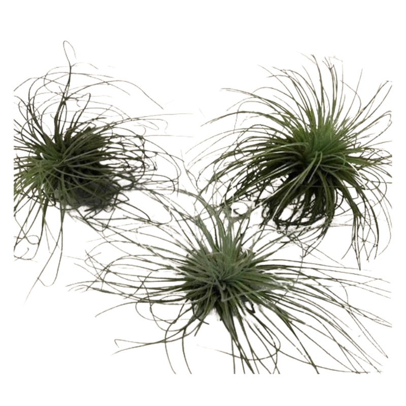 Small Air Plant – Ionantha