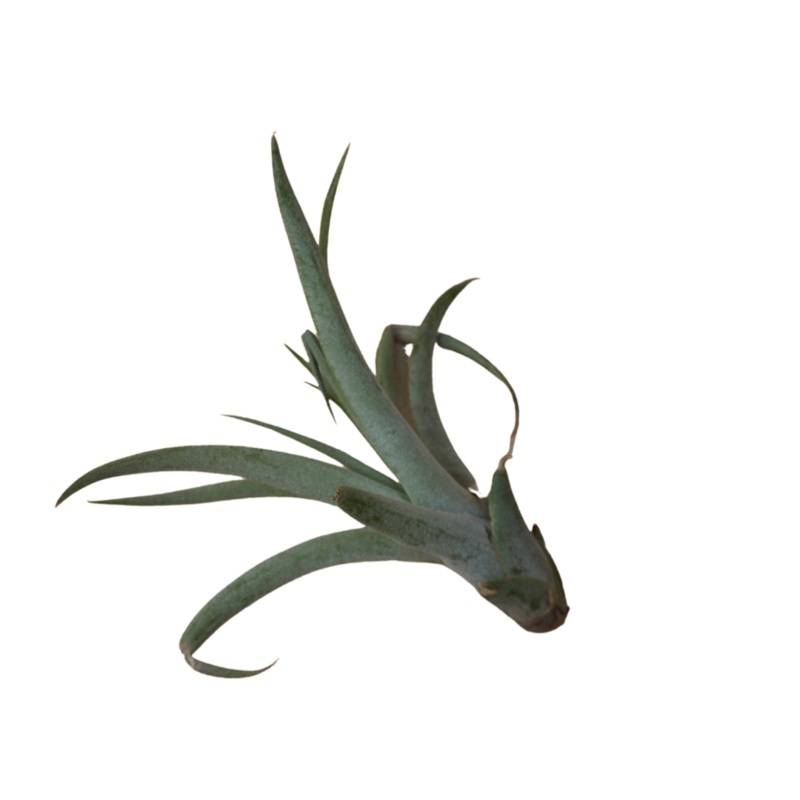 Small Air Plant – Medusa