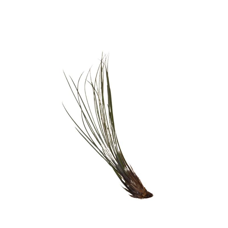 Small Air Plant – Tricolor