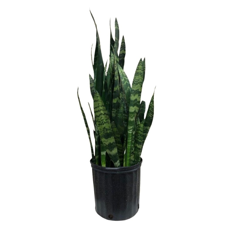 Snake Plant Black Coral in 8 Plastic Pot