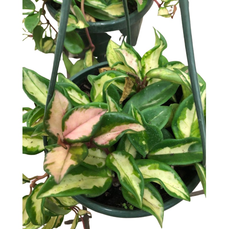 Variegated Hoya Plant in 8 Hanging Basket