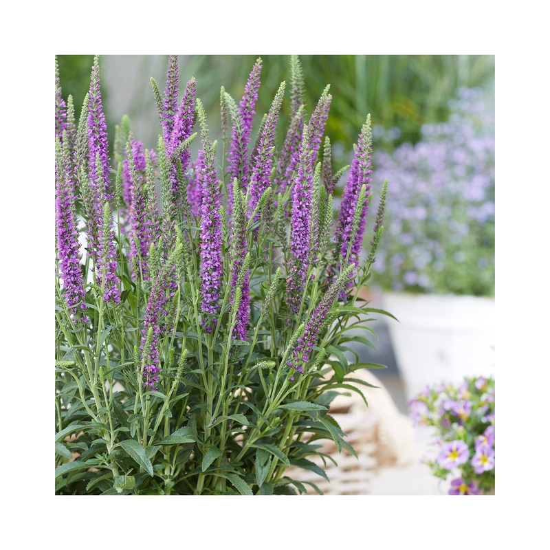 Veronica Moody Blues Mauve|Established 9cmPot