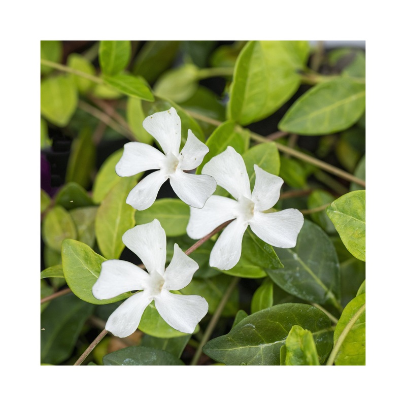 Vinca Minor Alba|Established 9cm Plant