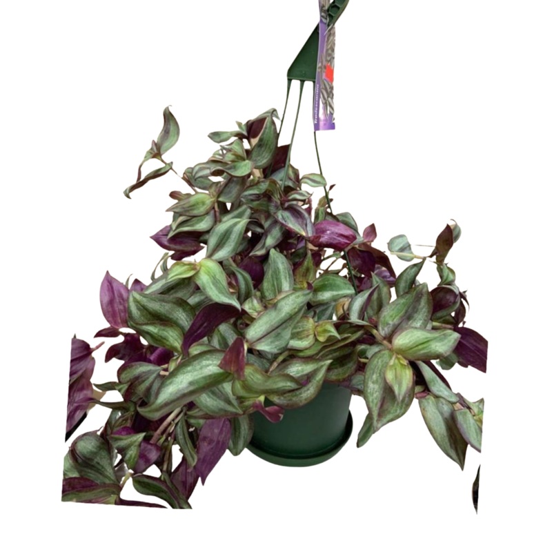 Wandering Jew Purple in 6 Hanging Basket