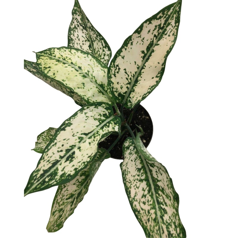 White Chinese Evergreen in 4 Plastic Pot