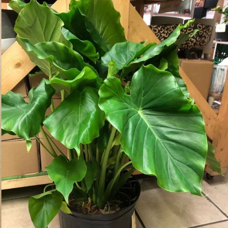 Alocasia California in 10 Plastic Pot