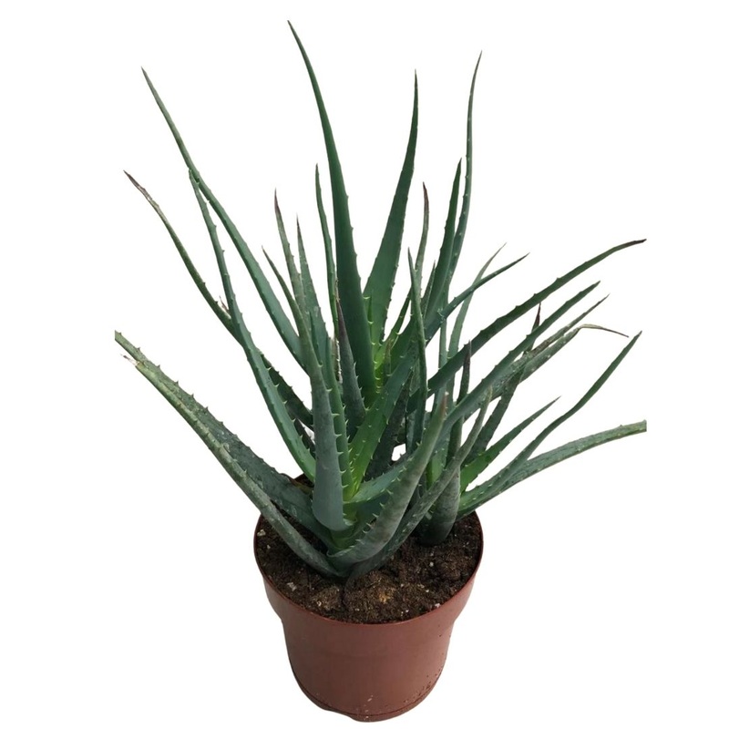 Aloe Blue Elf in 5 Plastic Pot