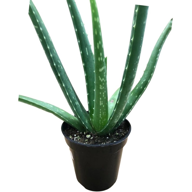Aloe Plant in 4 Plastic Pot