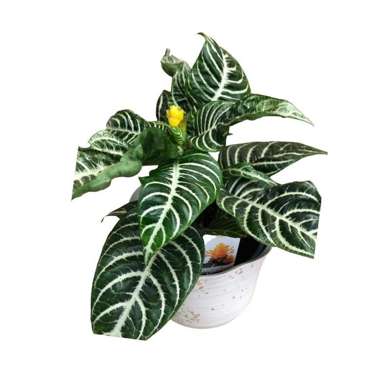Aphelandra Zebra Plant in 6 Plastic Pot