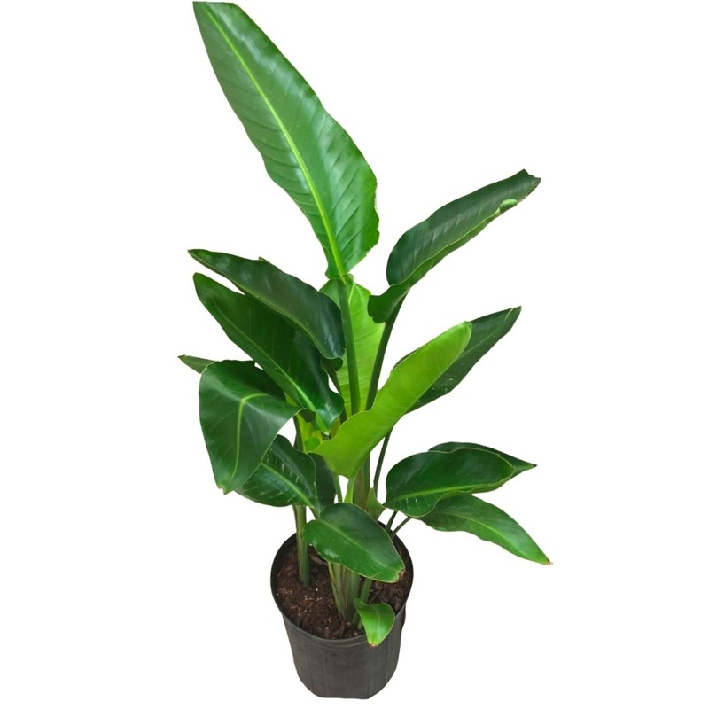Bird of Paradise (2 Stems) in Plastic Pot